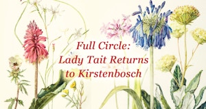 Lady Tait Kirstenbosch Exhibition Lady Tait Kirstenbosch Exhibition